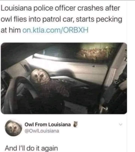 Louisiana police officer crashes after owl flies into patrol car, starts pecking at him Post by:  Owl From Louisiana & @OwlLouisiana And I'll do it again